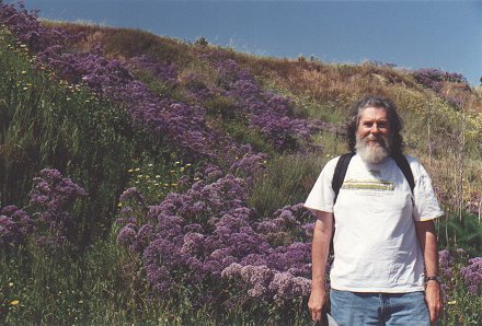 Lavender Wildflowers