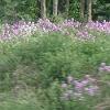 Thursday, June 2 - Wildflowers seen along the highway east of - Scranton, Pennsylvania, where we spent the night.