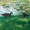 Ducks by the lily pond in the Botanical Garden