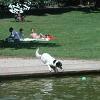 The dog waits for ball to float closer