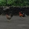 We found these wild chickens and roosters at a view point.  They can be seen all - over Kauai. They got blown from their coops in a hurricane and have been surviving - in the wild since then. Some of the roosters we saw had really beautiful colors.