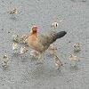 More wild chickens with lots of baby chicks in one of the parking lots.