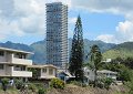 A tall condominium building stands among the smaller homes. - That's a neat view with the tall pine tree shown next to it.