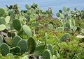 Can you spot Bill among the cactus?