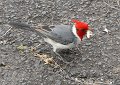 We ate our lunch at the top of the hill and were joined by this red headed bird. - Is it a Cardinal? He's got a potato stick that Larry had dropped.