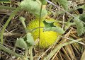 We spotted this interesting yellow prickly plant along the trail.