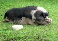 After the tour we visited the small petting zoo at Kualoa Ranch.  This is a huge pig!