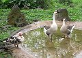 A few of the ducks and geese.