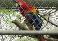 A macaw