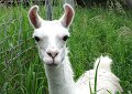 The llama came up close for petting.