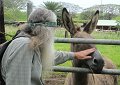 Bill pets the donkey.