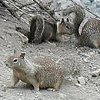 Vista point squirrels.  We marvel at how - every vista point in America has them.