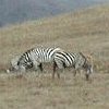 Yes, zebras!  Seen just south of San Simeon.