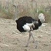It's now Sunday morning.  We see ostriches just outside of Solvang. - We've seen some unusual 'wildlife' on this trip for sure!