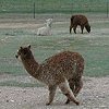 These strange animals are called alpacas. - They produce a wool similar to that of sheep. - We visited a ranch that specialized in them.