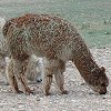 A closeup of two alpacas.