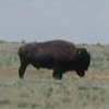 This buffalo was in a ranch's field by the road.