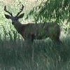 This buck was seen near the road.