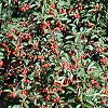 Cherry trees were loaded with fruit - in the orchard next to their house!