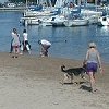 Down in Belmont Harbor on the lakefront - people gather to play with their dogs.