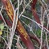 Madrone, with its outer bark peeling off in little rolls.