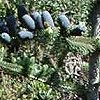 Pine tree with interesting blue cones