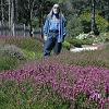 Bill liked this very unusual heather garden