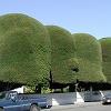 Interesting way these trees are trimmed! - In Ferndale.