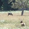 We stopped to see elk in this meadow - in the redwoods area of far northern California.