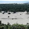 Buggies among the Oregon dunes