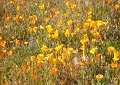 California poppies!  Our state flower.