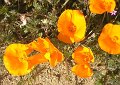 A close up view of some California poppies.