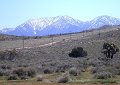 On the road after visiting the Poppy Reserve. - The plant to the right of the picture is a joshua tree.