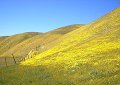 Bright displays of springtime color blanket hills along Highway 58.