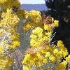 Sunday, October 16 - Bright yellow flowers, and butterflies! - Today we traveled to Santa Fe, but stopped - at Pecos National Monument on the way.