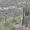 October 21 - We headed for Colossal Caves, northeast of Vail, and saw lots of saguaro cactus on the way.