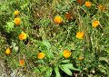 California poppies, our state flower.