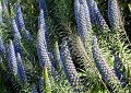 More echium!