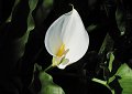 A calla lily.