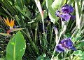 Light purple irises. - The next few photos are of flowers in people's gardens seen on our way home.