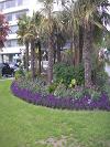 These flowers and palm trees were found near the entrance to Stanley Park near Denman Avenue.