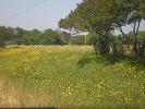 Tuesday, June 5... After spending the night in Pocomoke, Maryland, we head south for Virginia. - Colorful wild flowers like this lined the highway for miles.