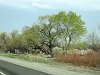 Some green... the first sign of Spring we've seen since we left the California Central Valley on Thursday.