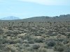 We passed by a bunch of Joshua Trees