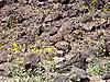 Wildflowers among the lava rocks.