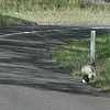 That's a koala scampering across the road. - It's a bit out of focus because we had to shoot this quickly.