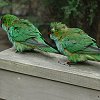 Wednesday, December 4 - Today we visited the Healesville Sanctuary - located about 50 miles northeast of Melbourne. - These are wild parrots.