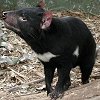 Tasmanian Devil