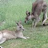 Kangaroos