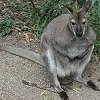 Another view of the kangaroo
